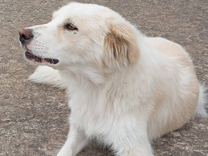 Adozione cane, femmina, Pastore maremmano Border Collie, 1 anno e 6 mesi, taglia media, Caltanissetta