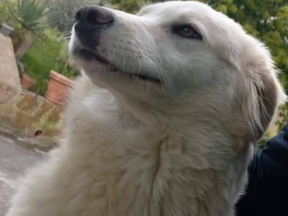 Adotta un cane, femmina, 1 anno e 6 mesi, Caltanissetta