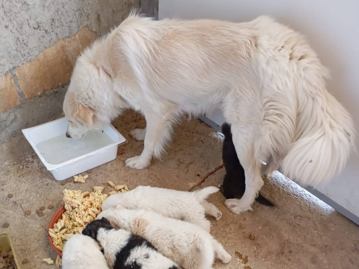 Adotta un cane, taglia media, femmina, Caltanissetta