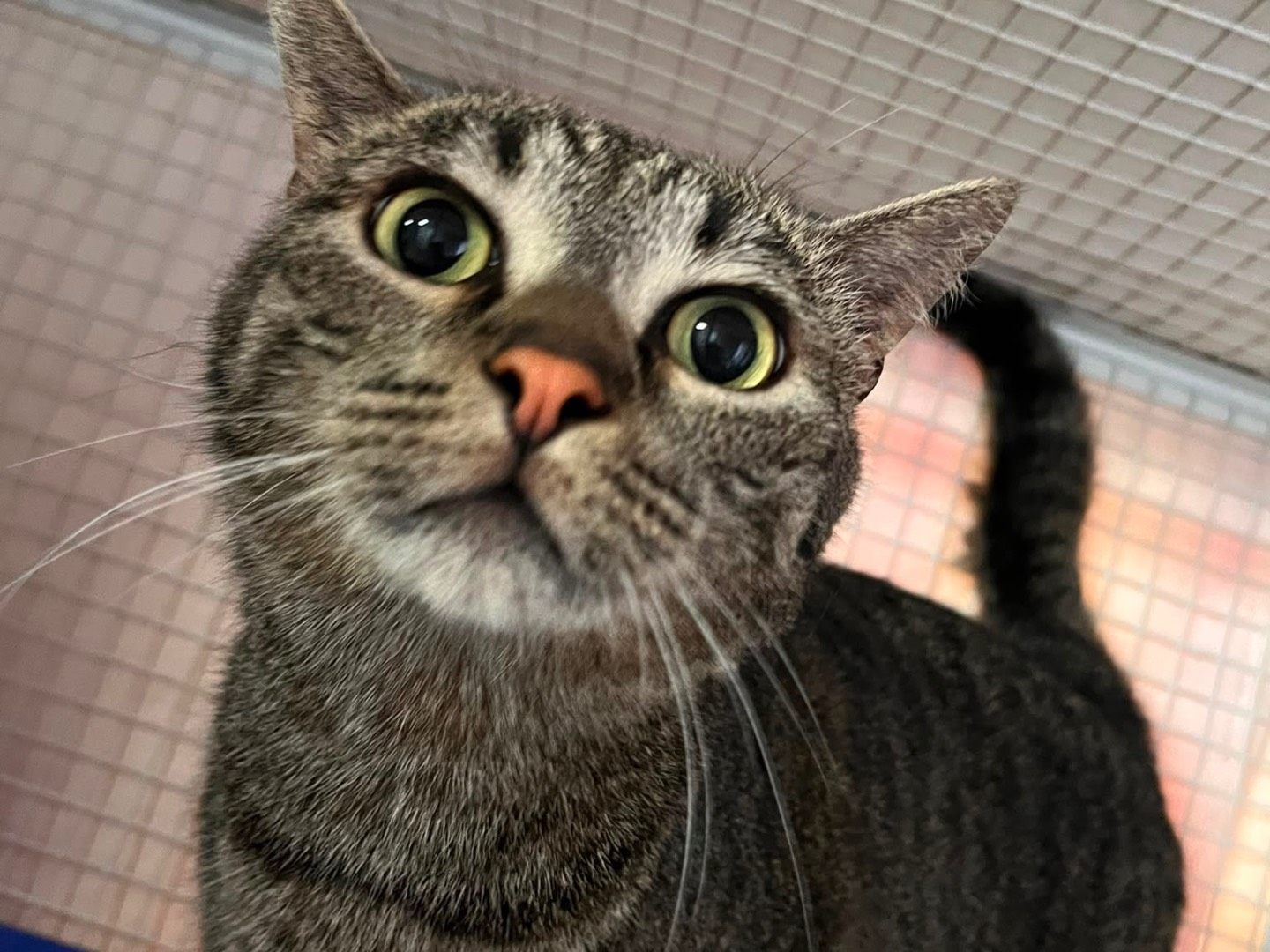Adozione gatto, maschio, Razza sconosciuta Razza sconosciuta, 4 anni e 6 mesi, taglia non valida, Milano