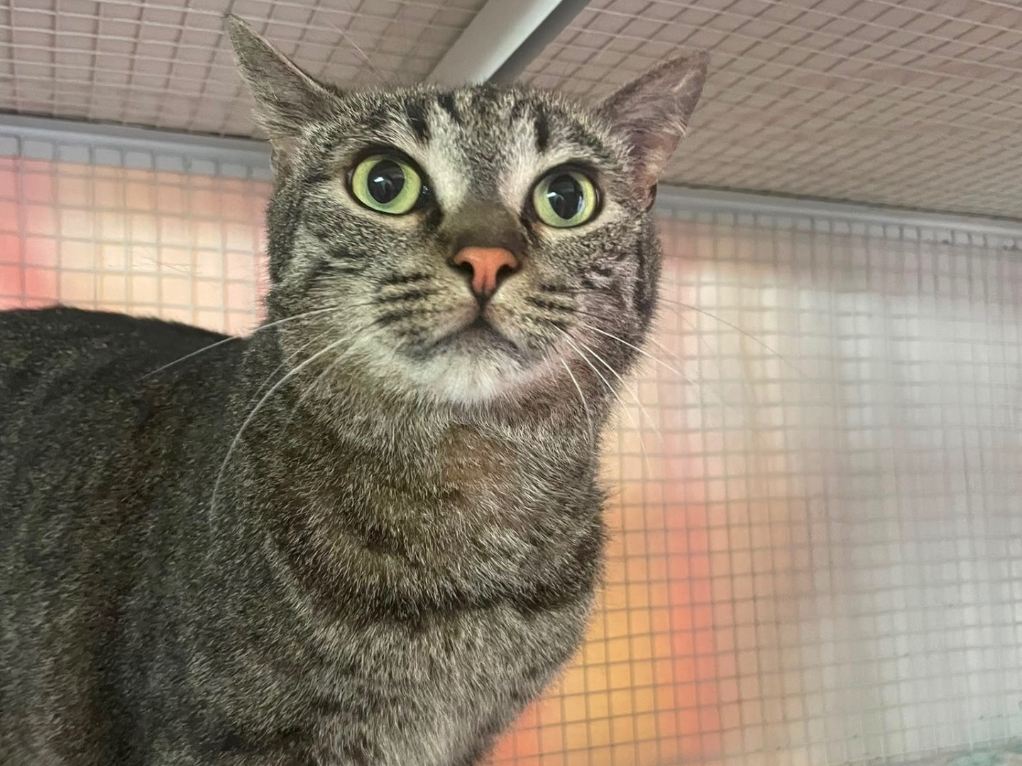 Adotta un gatto, maschio, 4 anni e 6 mesi, Milano