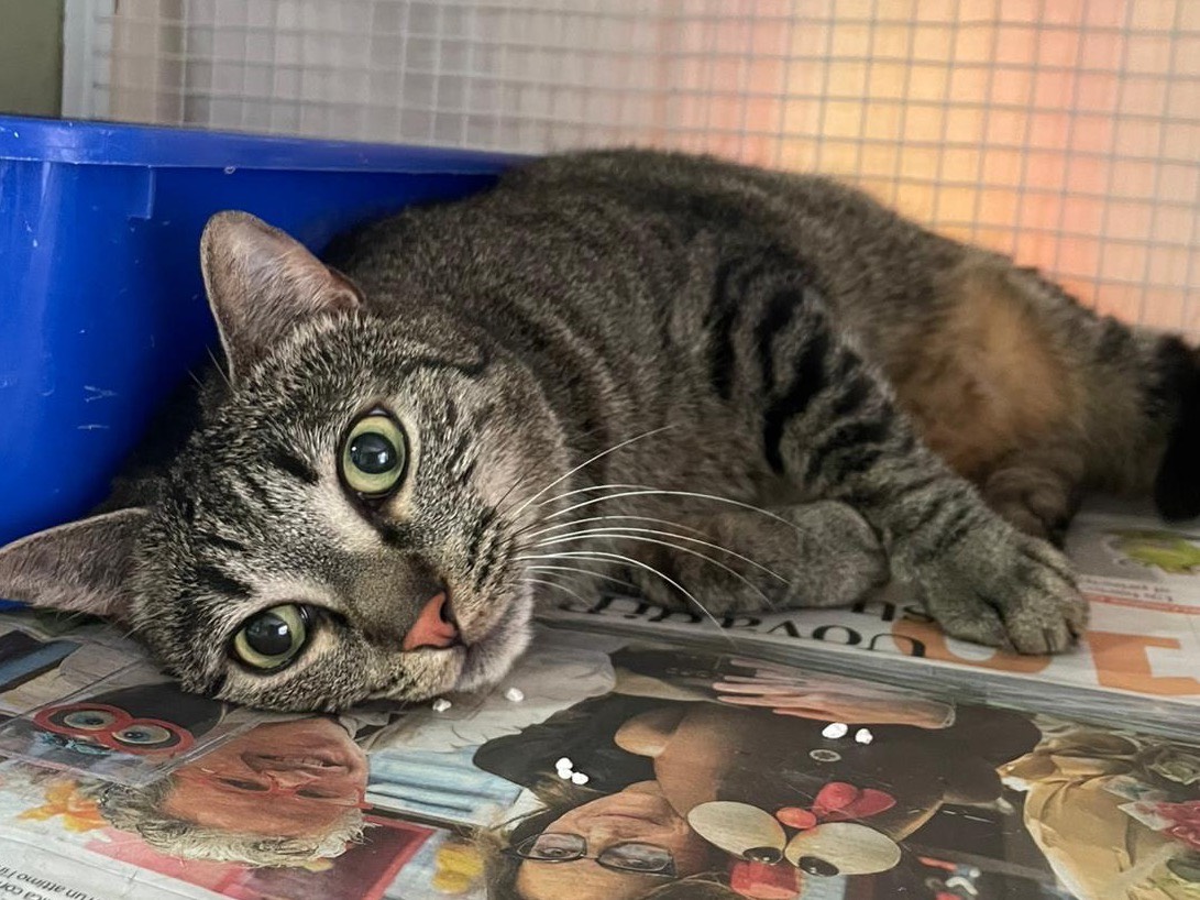 Adotta un gatto, taglia non valida, maschio, Milano