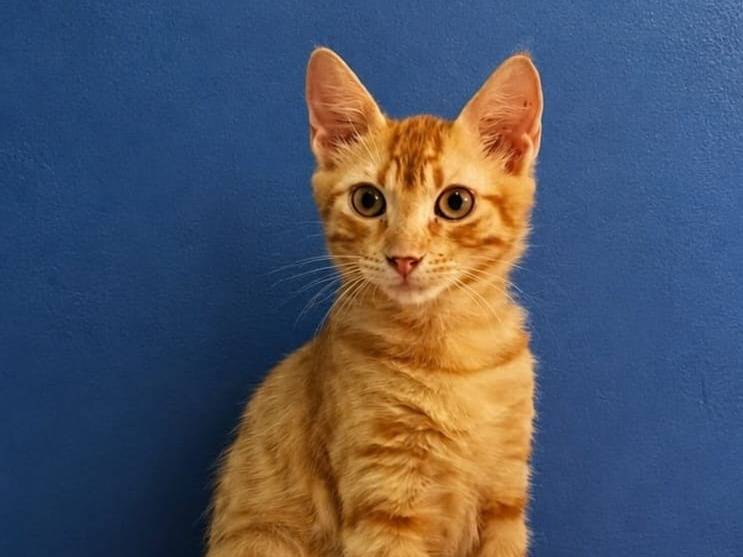 Adozione gatto, maschio, Razza sconosciuta Razza sconosciuta, 4 mesi, taglia non valida, Catanzaro