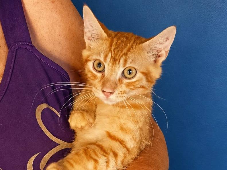 Adotta un gatto, maschio, 4 mesi, Catanzaro