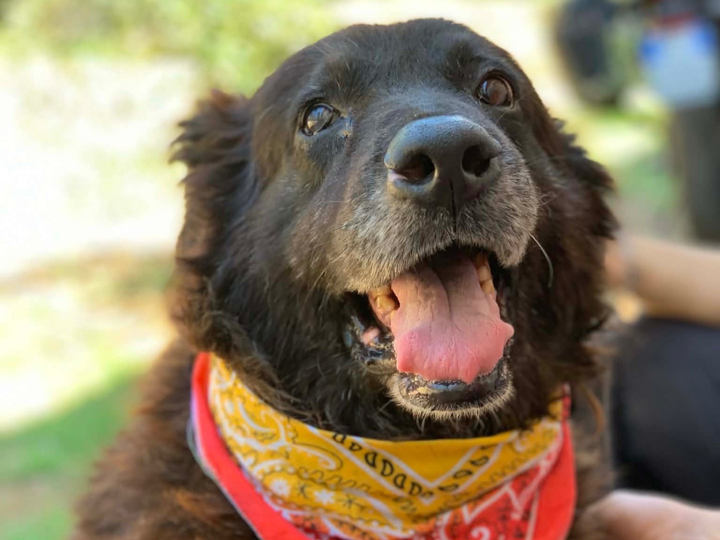 Adozione cane, maschio, Razza sconosciuta Razza sconosciuta, 5 anni e 10 mesi, taglia media, Latina