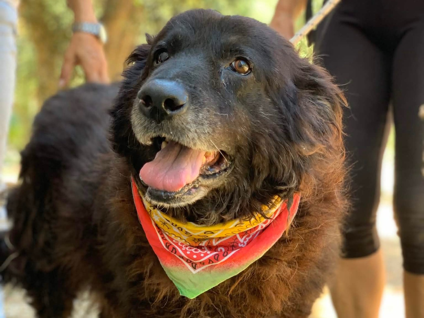 Adotta un cane, maschio, 5 anni e 10 mesi, Latina