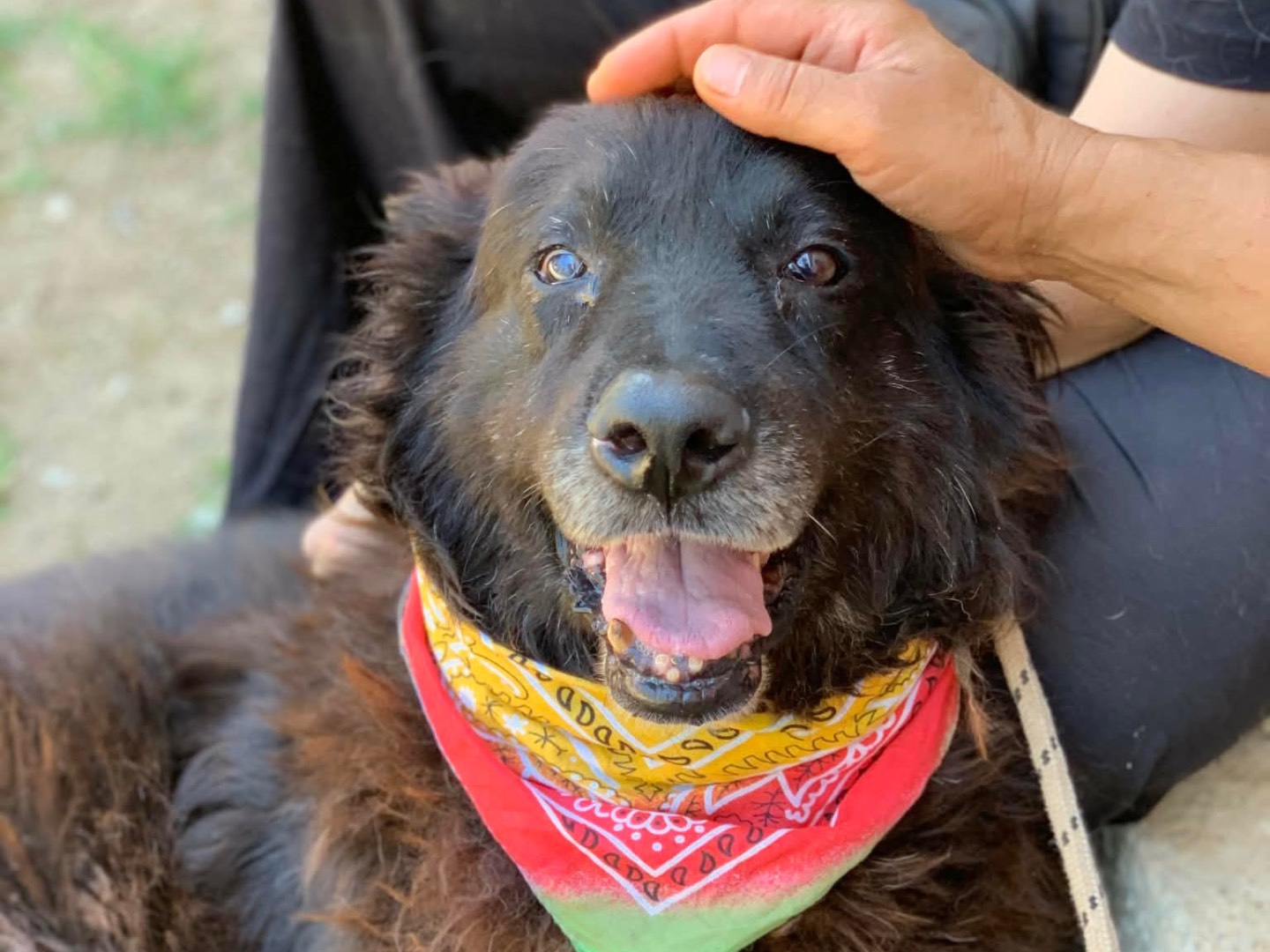 Adotta un cane, taglia media, maschio, Latina