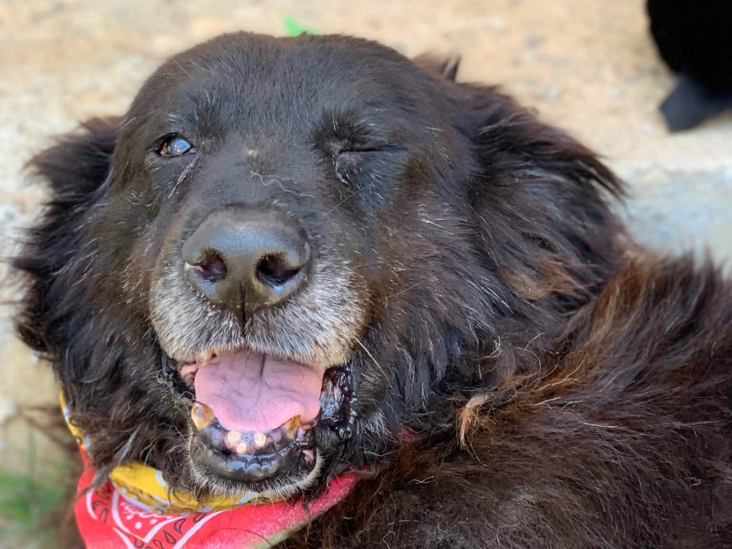 Vuoi adottare un cane a Latina?