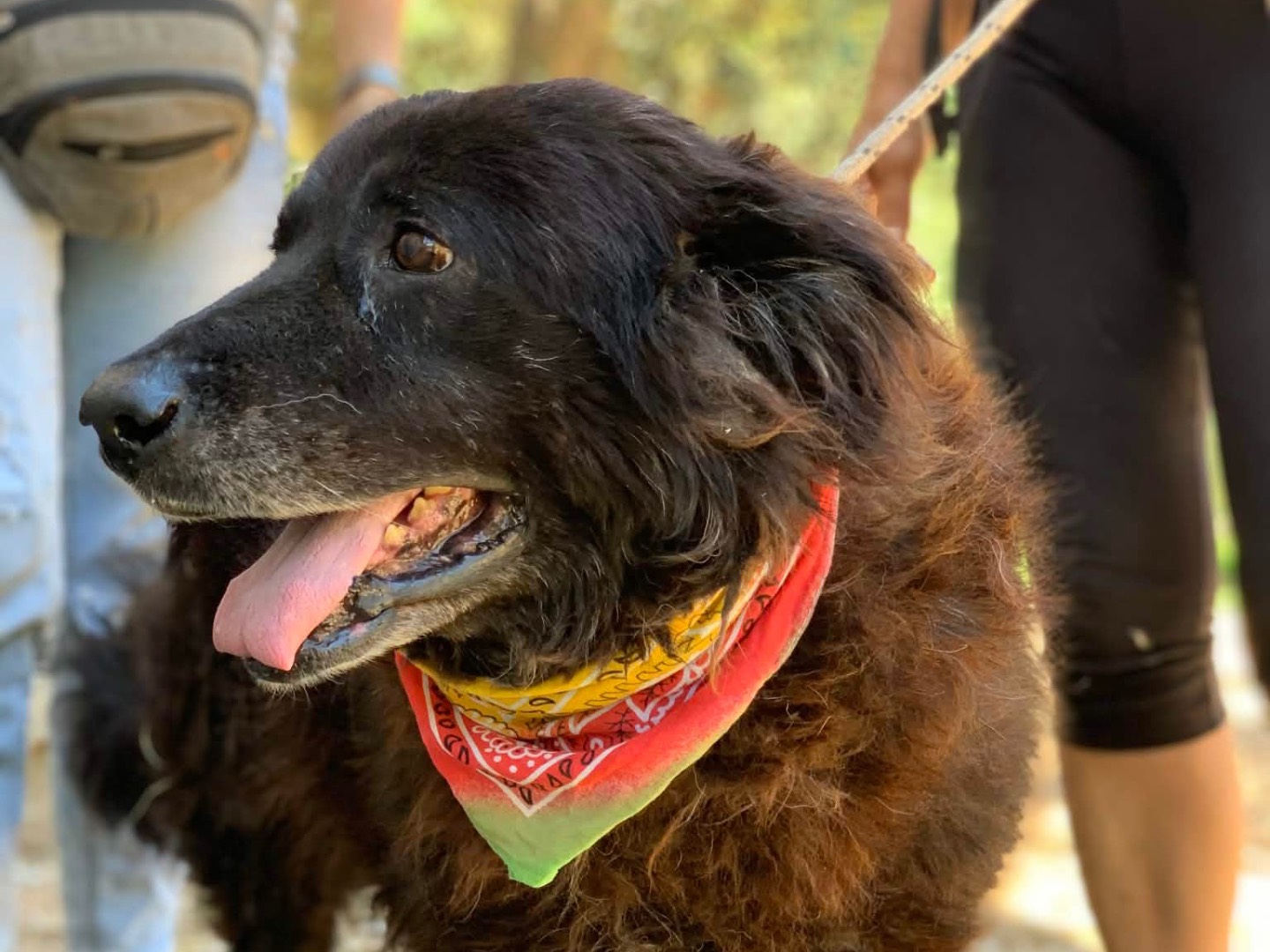 Adotta il cane Babà a Latina