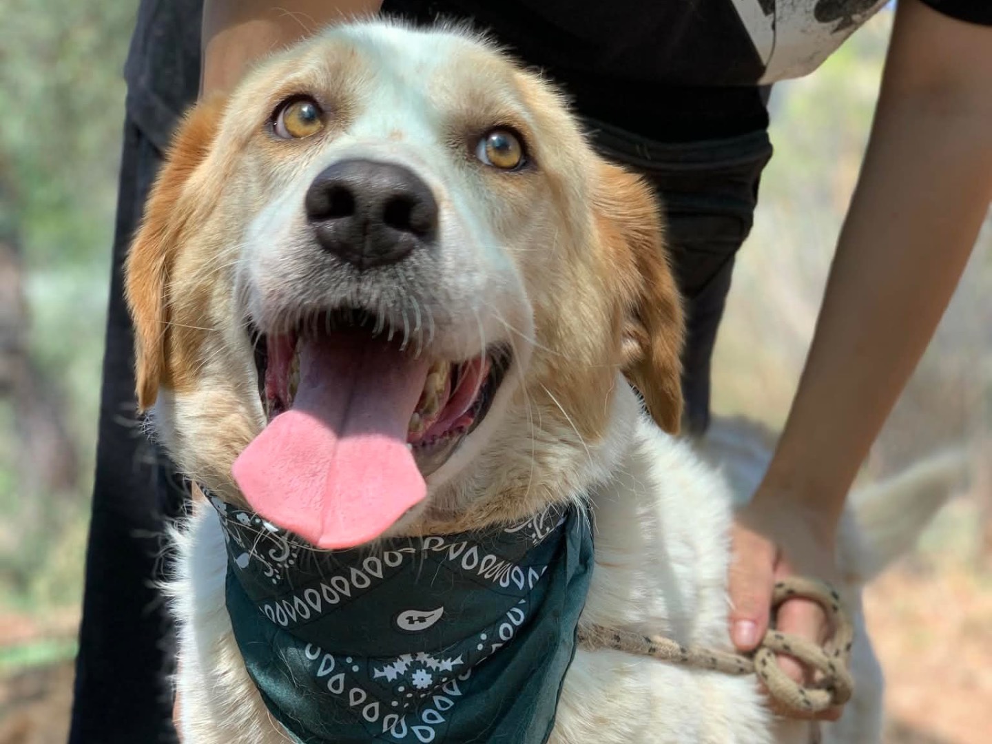 Adotta un cane, taglia grande, maschio, Latina