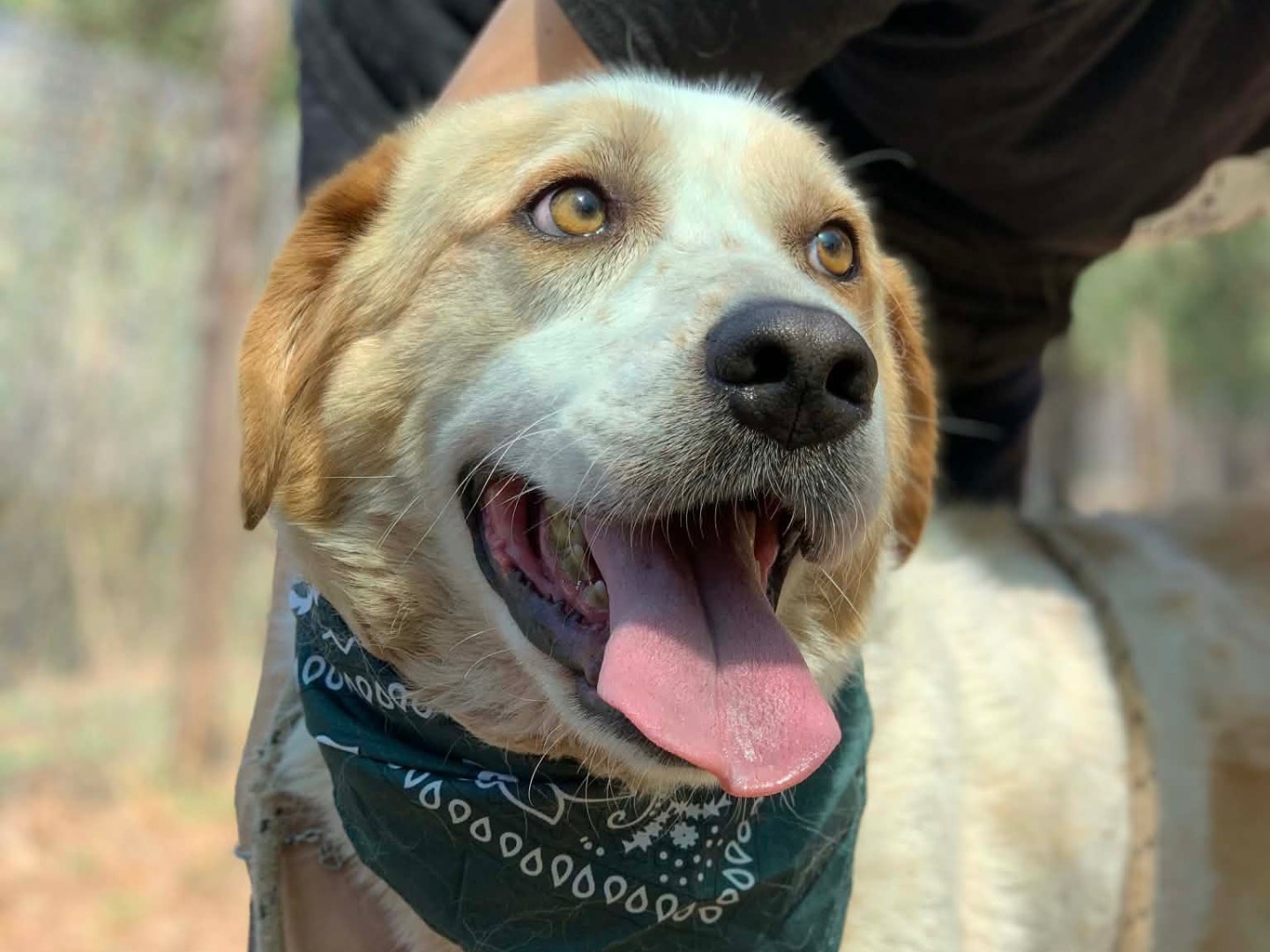 Adotta un cane, maschio, 5 anni, Latina