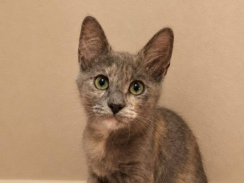 Adotta un gatto, femmina, 4 mesi, Catanzaro