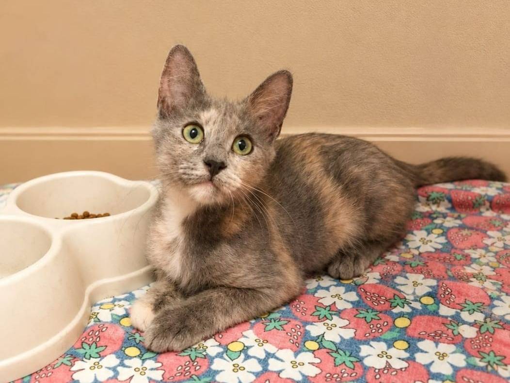 Adozione gatto, femmina, Razza sconosciuta Razza sconosciuta, 4 mesi, taglia non valida, Catanzaro