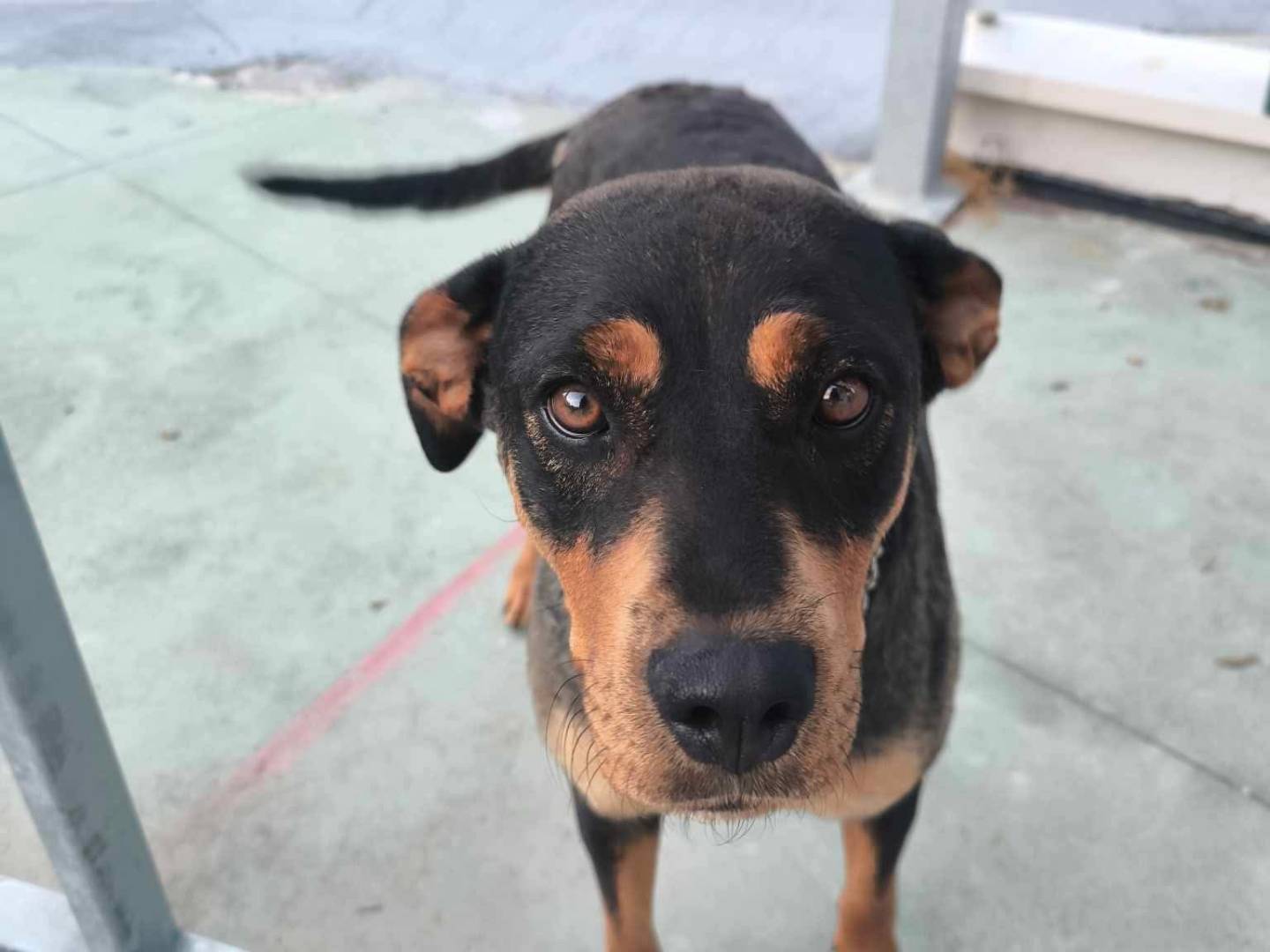 Adozione cane, femmina, Razza sconosciuta Razza sconosciuta, 1 anno e 9 mesi, taglia media, Avellino