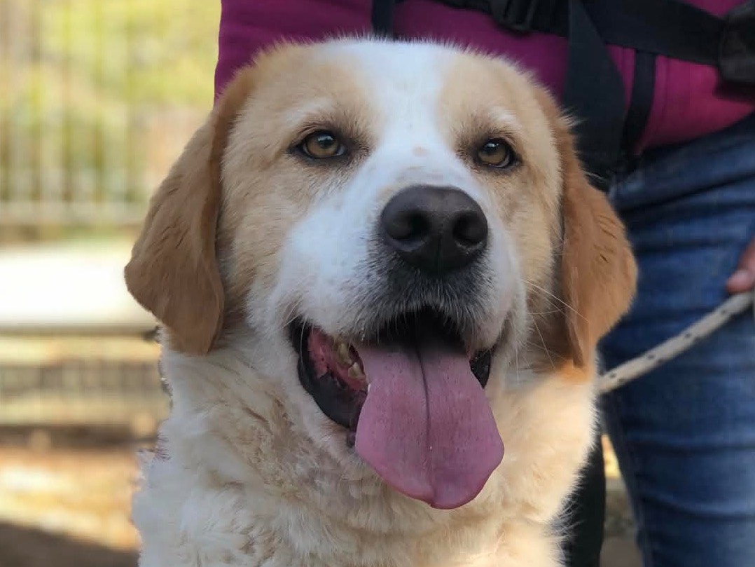 Adozione cane, maschio, Razza sconosciuta Razza sconosciuta, 5 anni, taglia grande, Latina