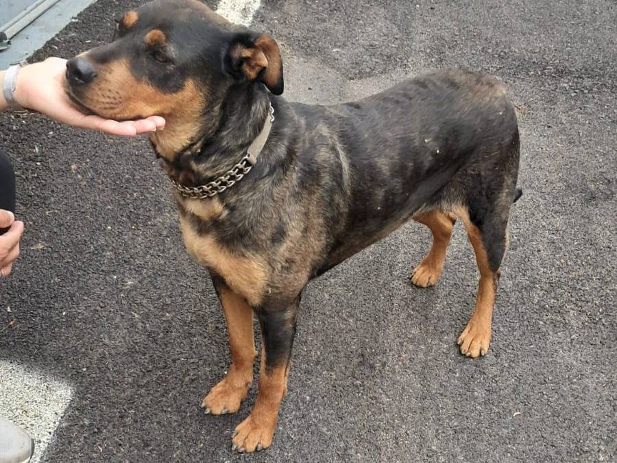 Adotta un cane, femmina, 1 anno e 9 mesi, Avellino