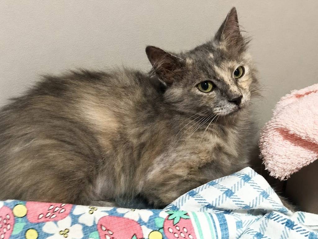 Adotta un gatto, femmina, 4 mesi, Catanzaro