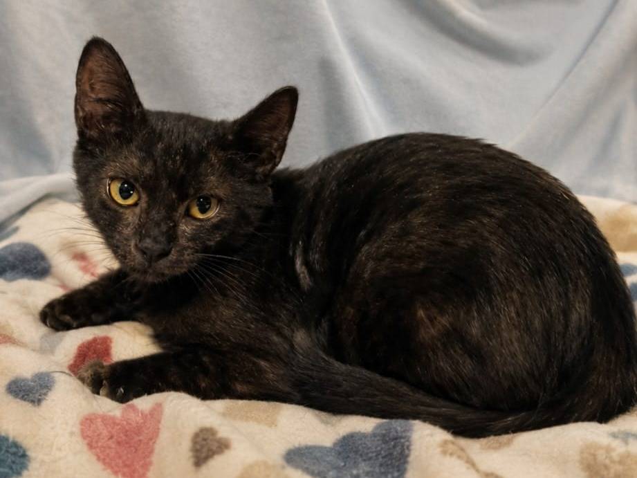 Adozione gatto, femmina, Razza sconosciuta Razza sconosciuta, 4 mesi, taglia non valida, Catanzaro
