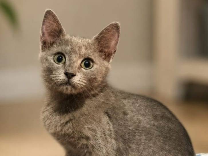 Adozione gatto, femmina, Razza sconosciuta Razza sconosciuta, 4 mesi, taglia non valida, Catanzaro