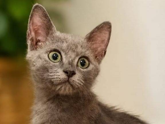 Adotta un gatto, femmina, 4 mesi, Catanzaro