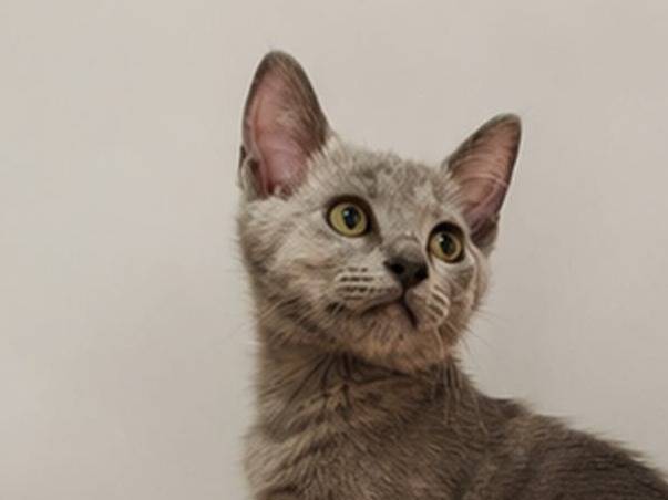 Adotta un gatto, taglia non valida, femmina, Catanzaro