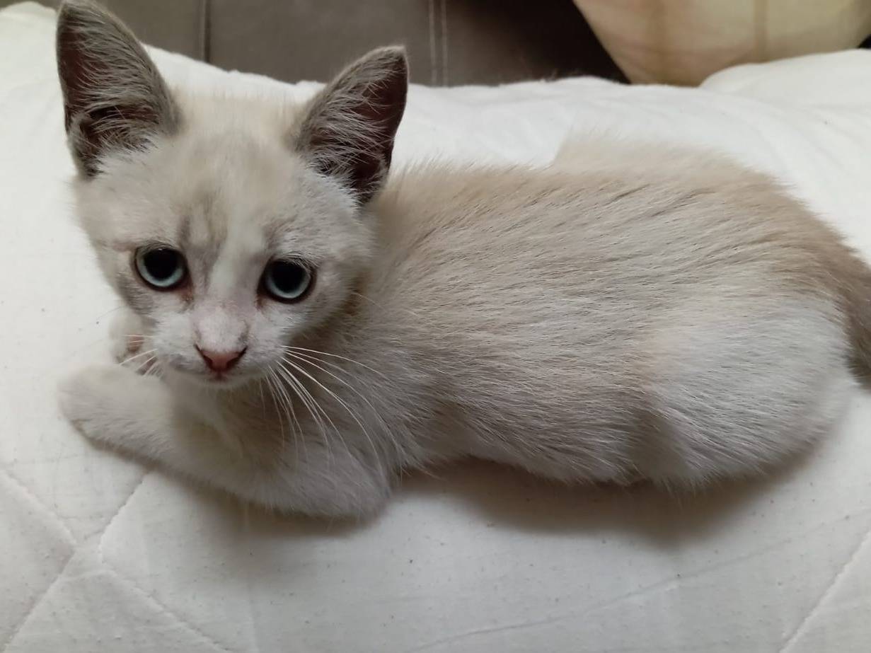 Adotta un gatto, femmina, 2 mesi, Catanzaro