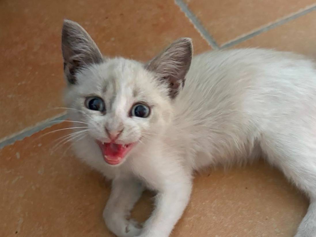 Adozione gatto, femmina, Razza sconosciuta Razza sconosciuta, 2 mesi, taglia non valida, Catanzaro