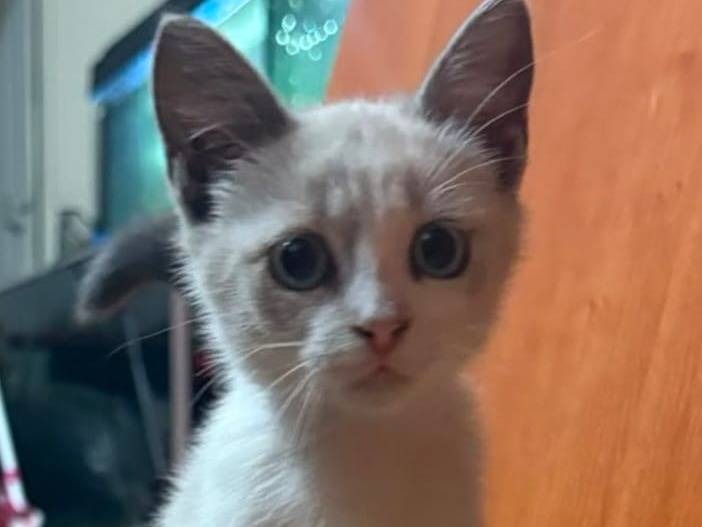 Adotta un gatto, taglia non valida, femmina, Catanzaro