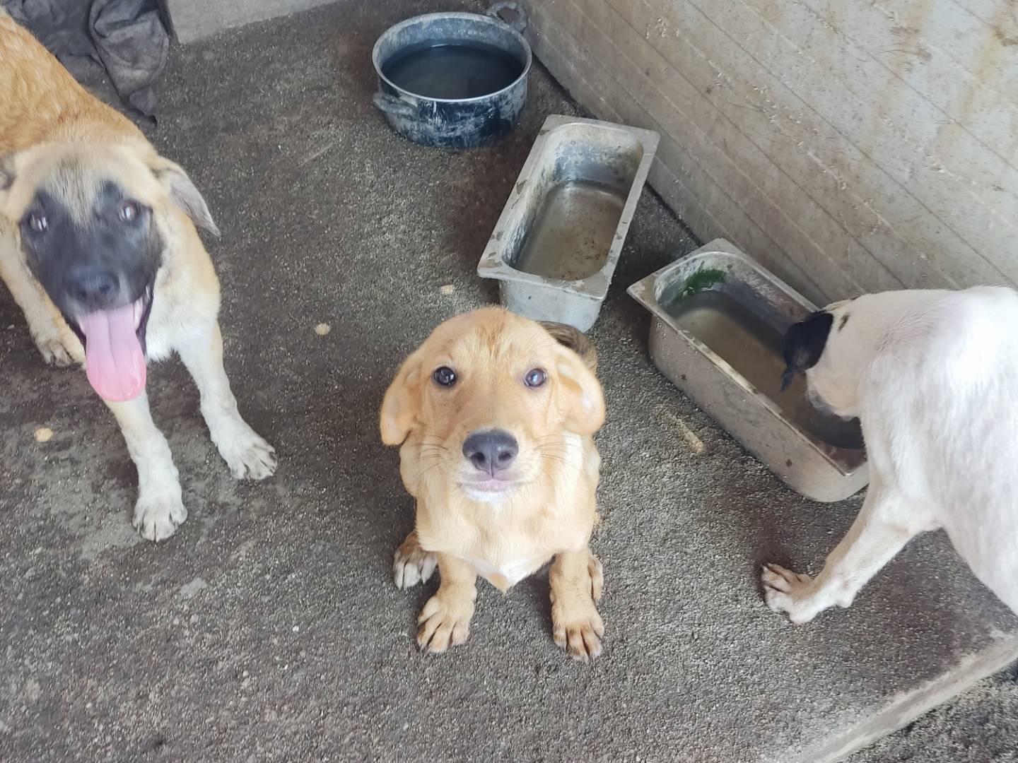 Adozione cane, maschio, Razza sconosciuta Razza sconosciuta, 5 mesi, taglia media, Biella