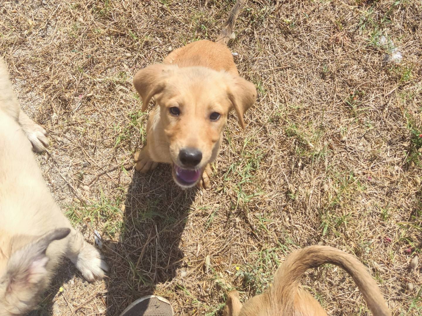 Adotta un cane, maschio, 5 mesi, Biella