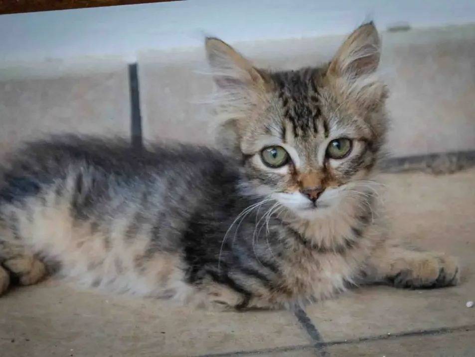 Adozione gatto, maschio, Razza sconosciuta Razza sconosciuta, 3 mesi, taglia non valida, Lecce