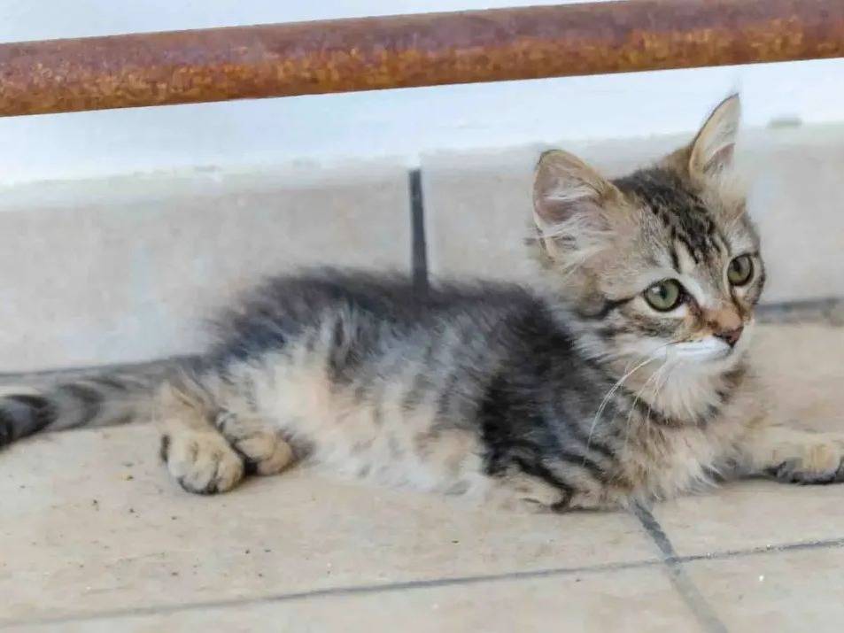 Adotta un gatto, maschio, 3 mesi, Lecce