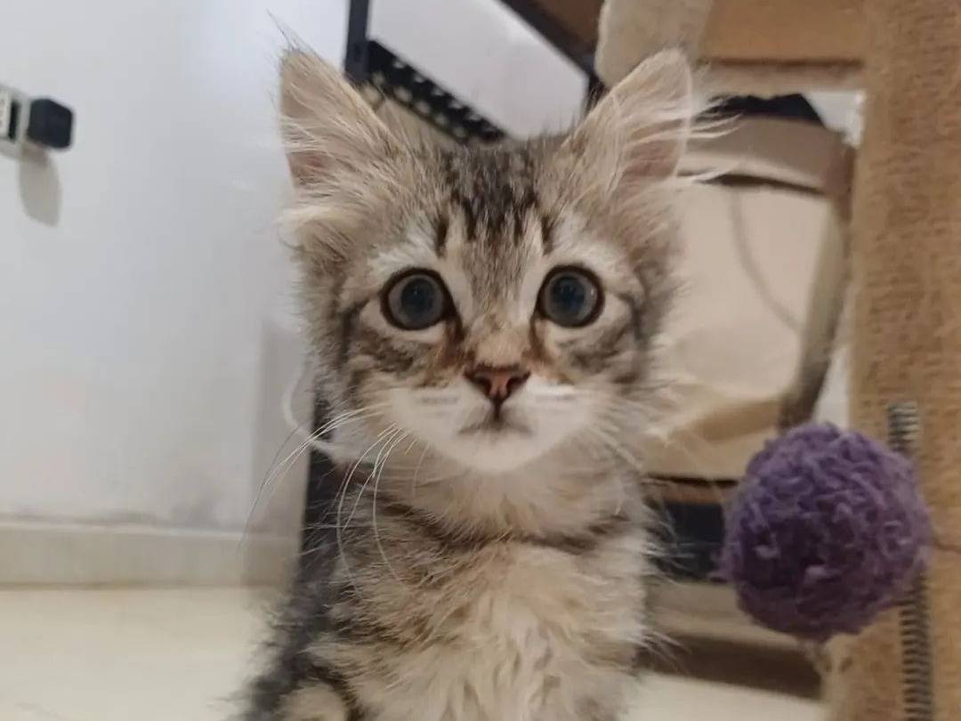 Adotta un gatto, taglia non valida, maschio, Lecce
