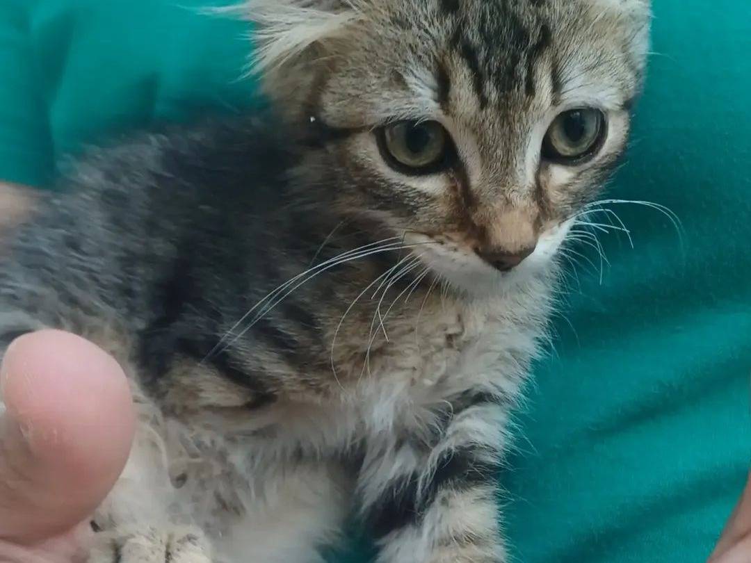 Vuoi adottare un gatto a Lecce?