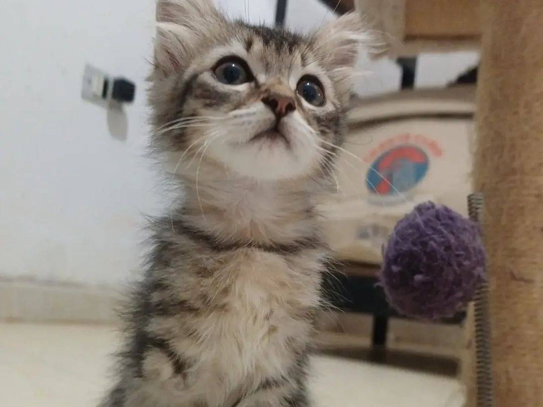 Adotta il gatto Liko a Lecce