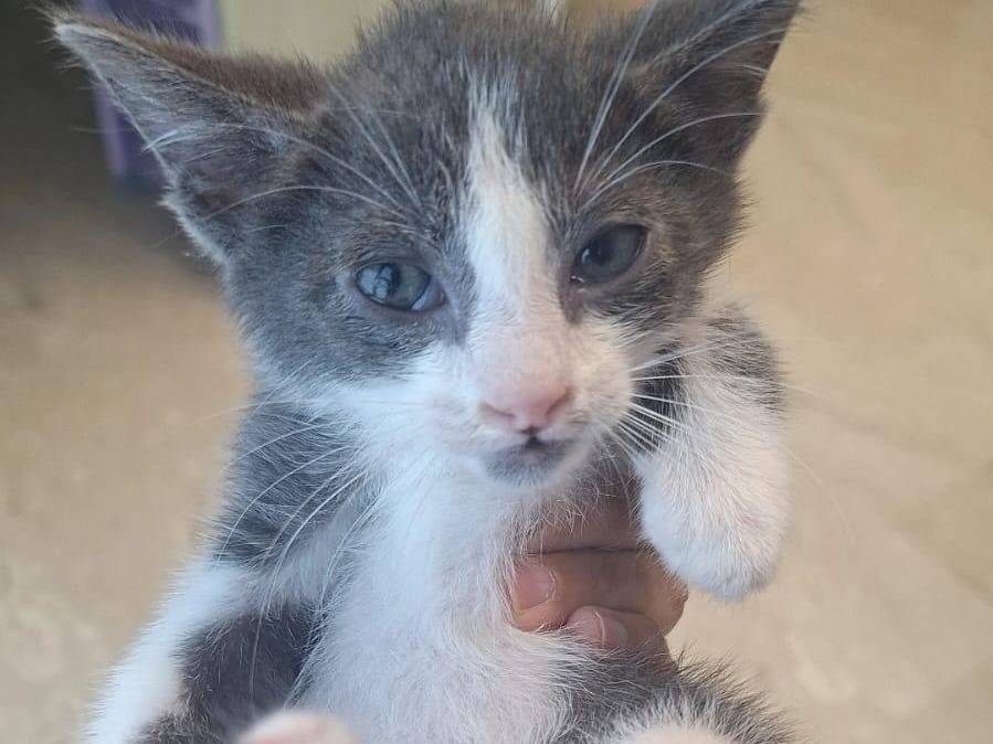 Adotta un gatto, maschio, 2 mesi, Teramo