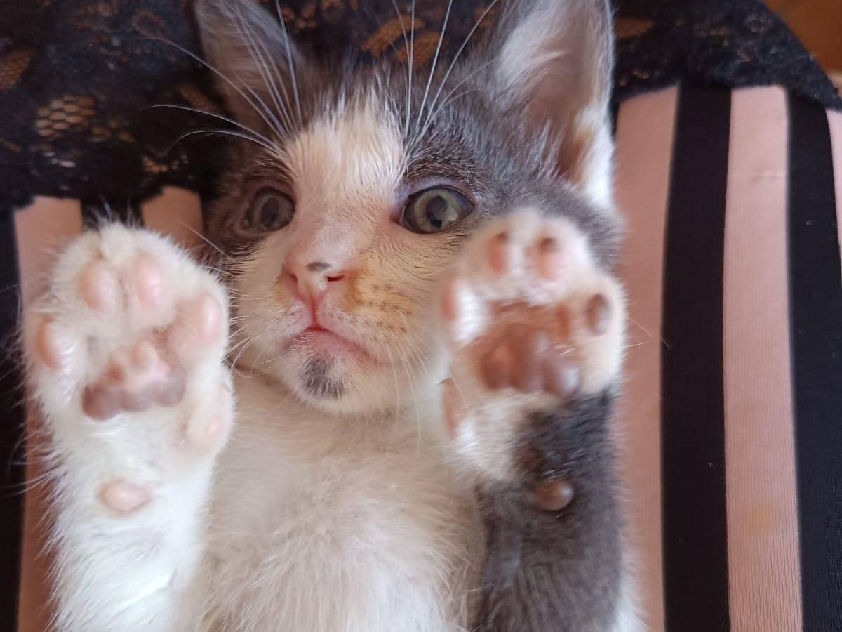 Adozione gatto, maschio, Razza sconosciuta Razza sconosciuta, 2 mesi, taglia non valida, Teramo