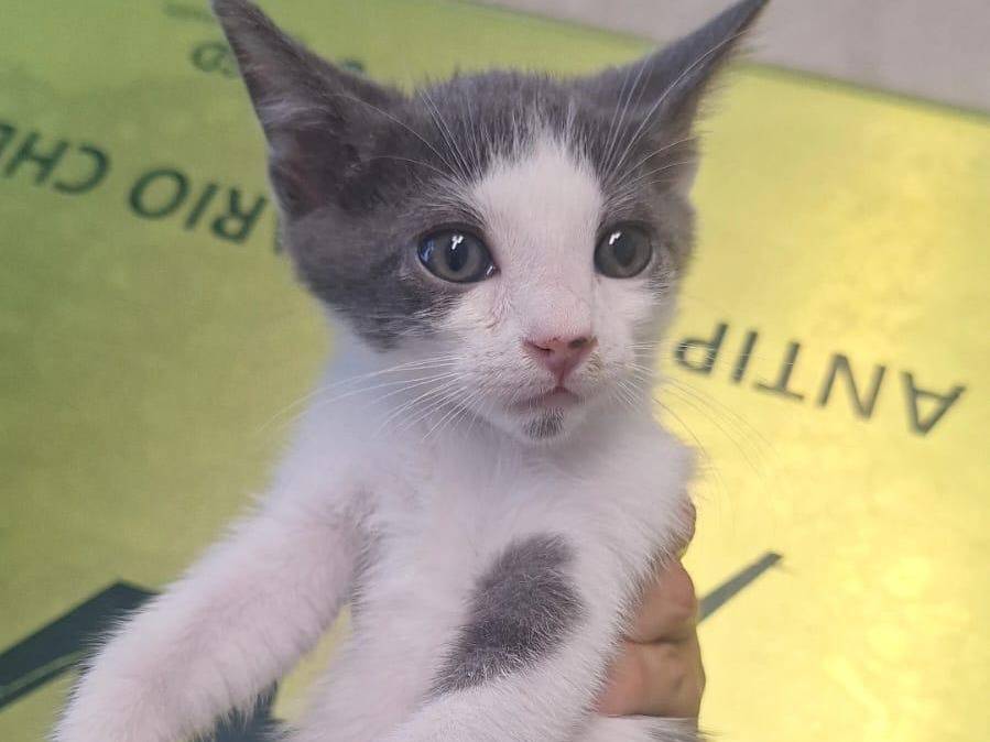 Adotta un gatto, maschio, 2 mesi, Teramo
