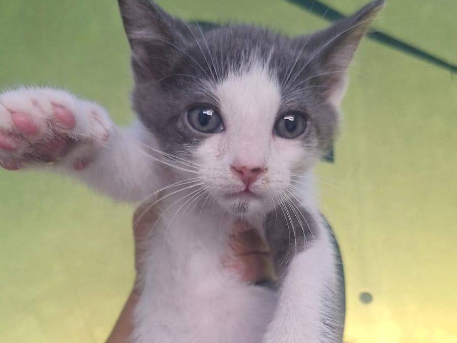 Adotta un gatto, taglia non valida, maschio, Teramo