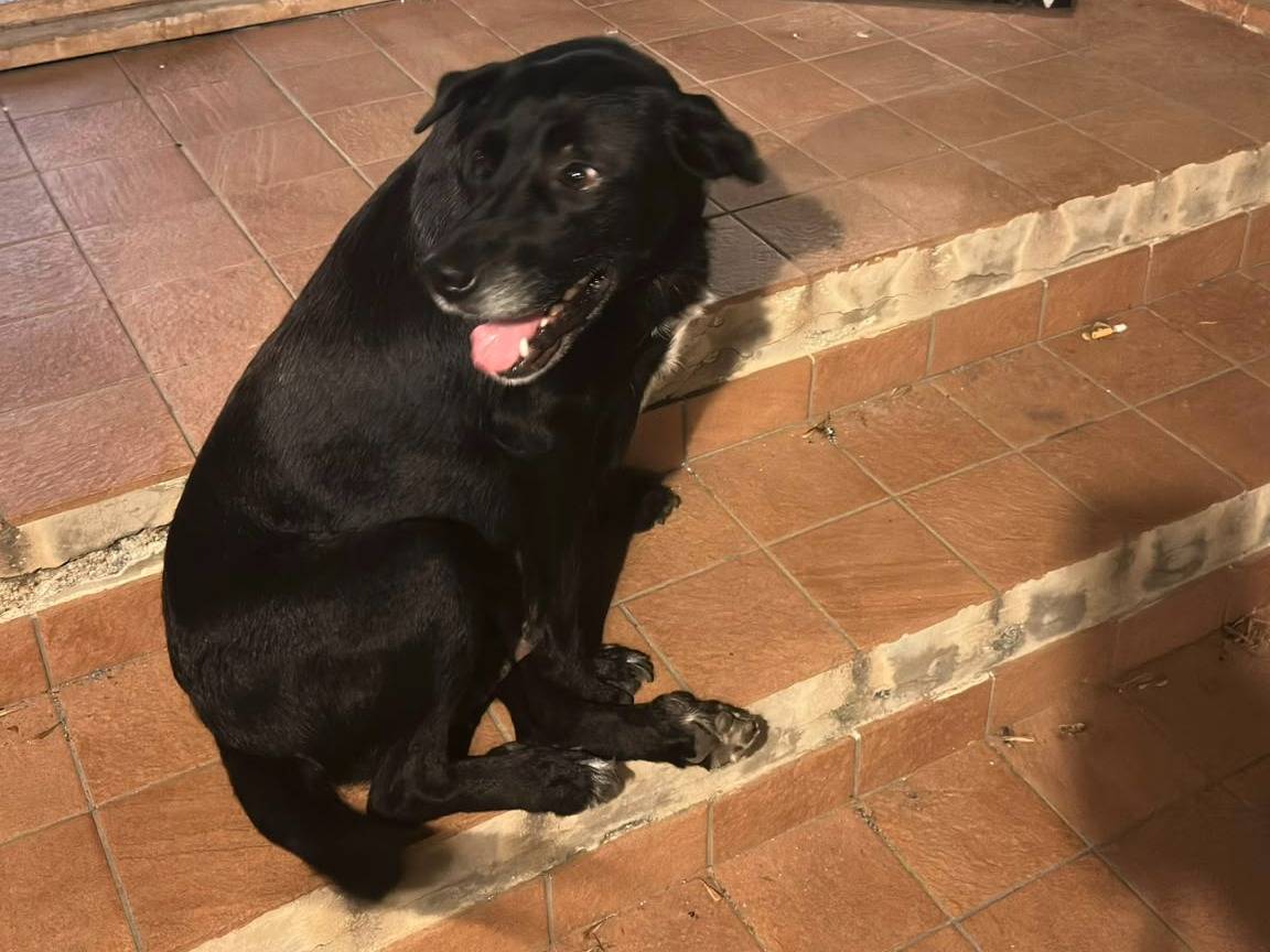 Adotta un cane, femmina, 7 anni e 5 mesi, Crotone