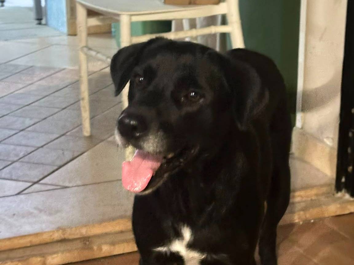 Adozione cane, femmina, Razza sconosciuta Razza sconosciuta, 7 anni e 5 mesi, taglia media, Crotone