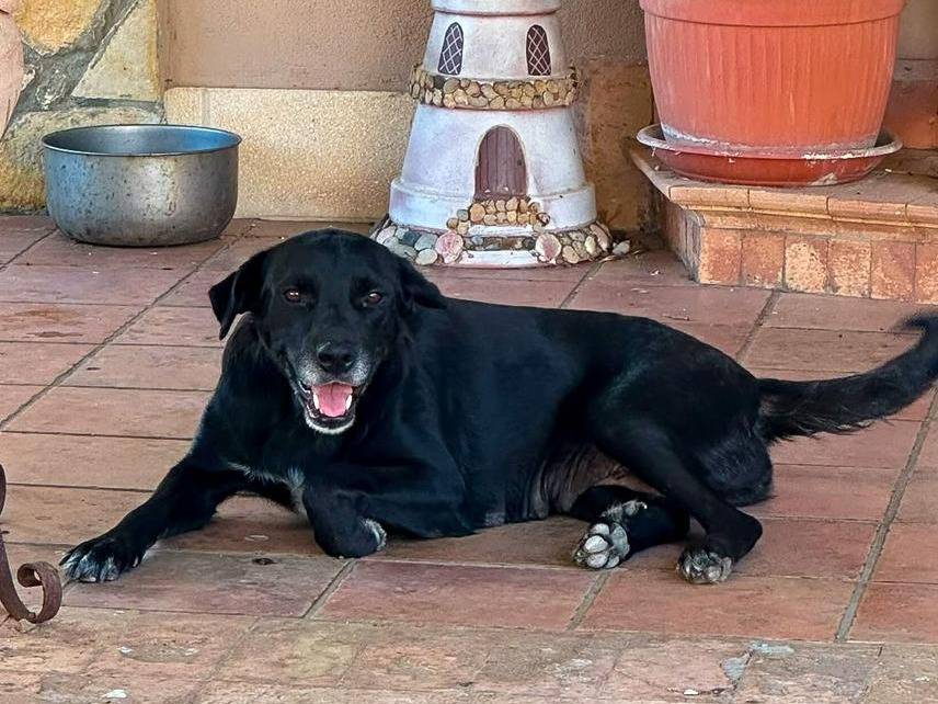 Adotta un cane, taglia media, femmina, Crotone