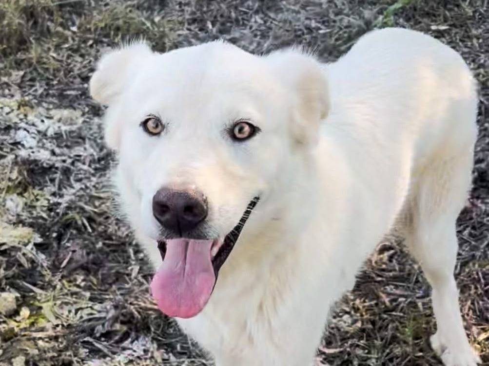 Adozione cane, maschio, Razza sconosciuta Razza sconosciuta, 1 anno e 6 mesi, taglia media, Crotone
