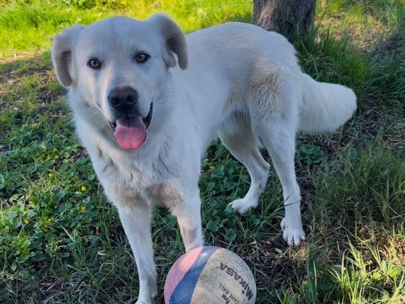 Adotta un cane, maschio, 1 anno e 6 mesi, Crotone