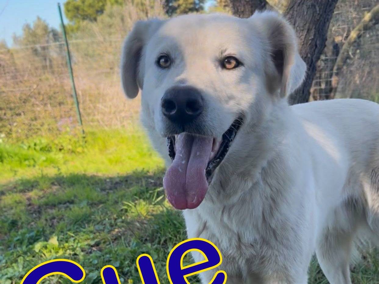 Adotta un cane, taglia media, maschio, Crotone