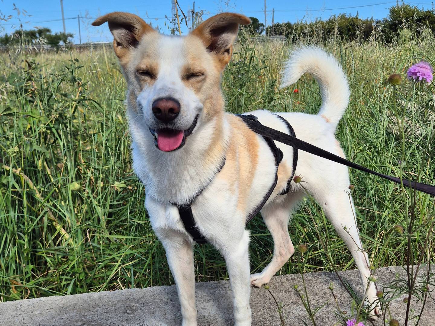 Adozione cane, maschio, Razza sconosciuta Razza sconosciuta, 3 anni e 2 mesi, taglia media contenuta, Barletta