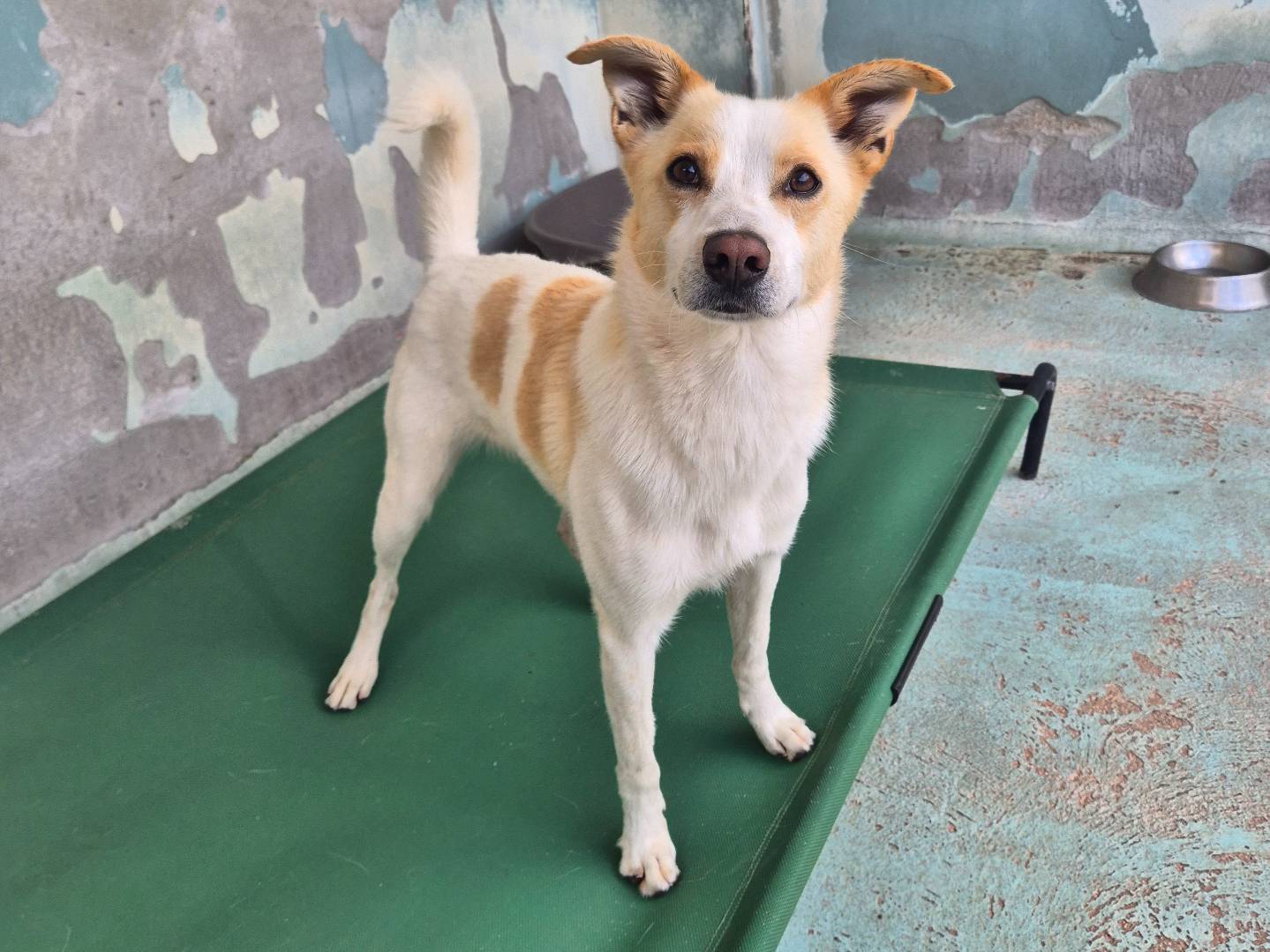 Adotta un cane, maschio, 3 anni e 2 mesi, Barletta