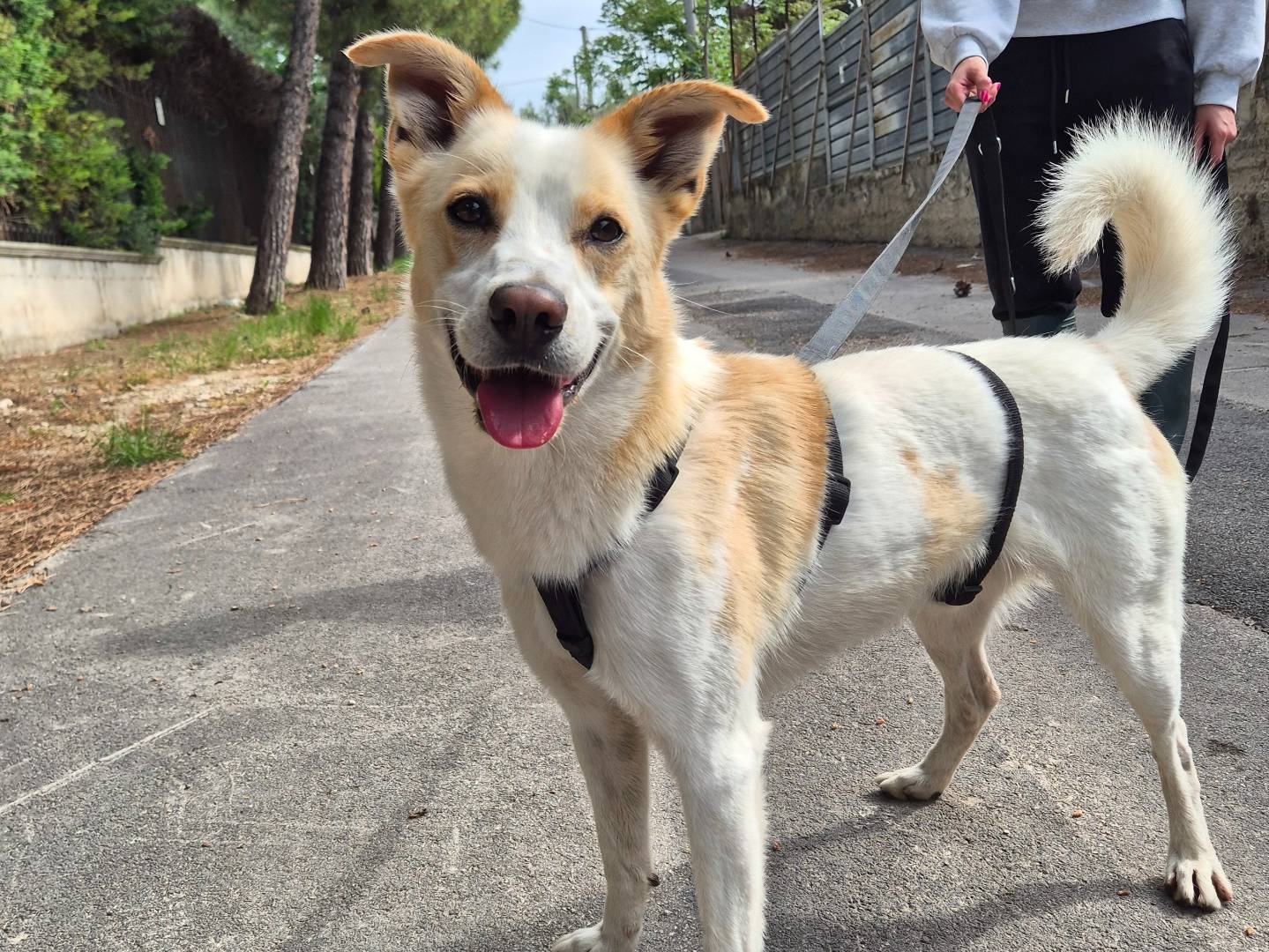 Adotta un cane, taglia media contenuta, maschio, Barletta
