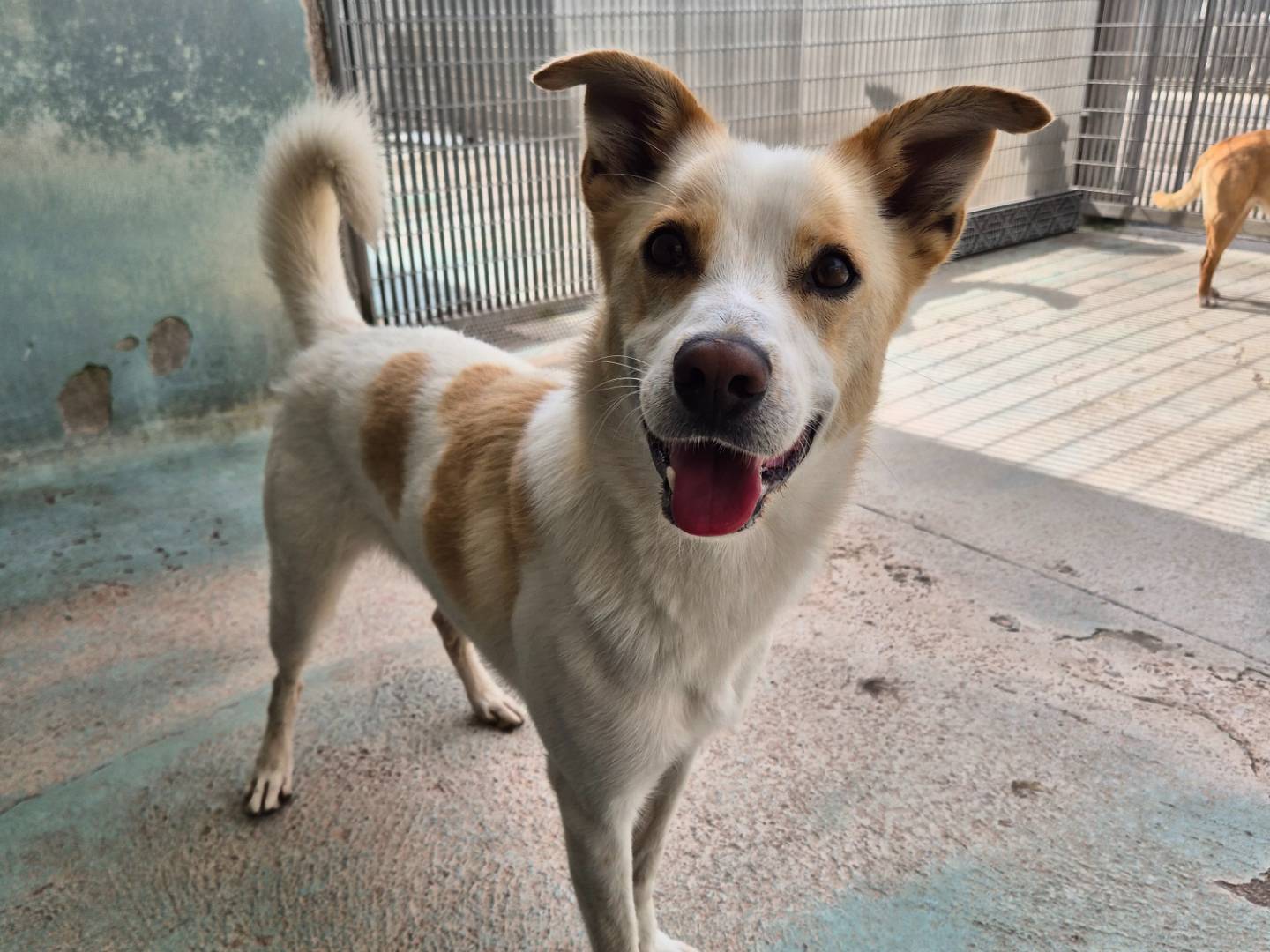 Vuoi adottare un cane a Barletta?