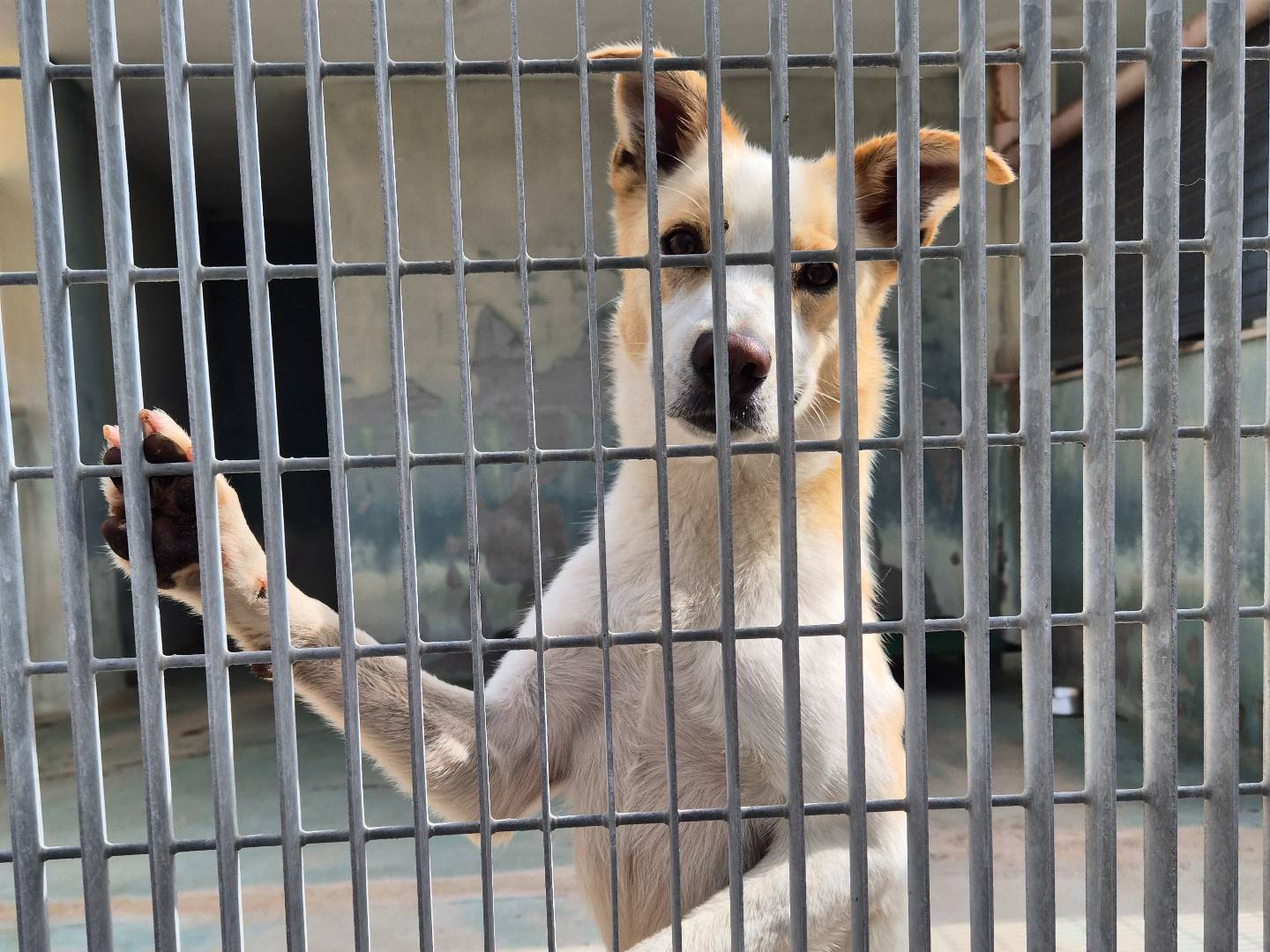 Adotta il cane Lillo a Barletta
